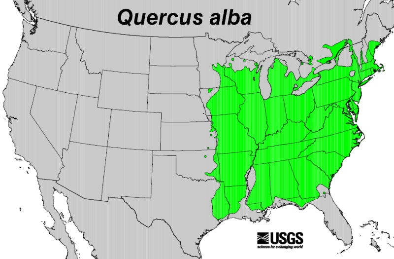 200602 White Oak Quercus Alba Usgs Forest Service Native Range Map 8854